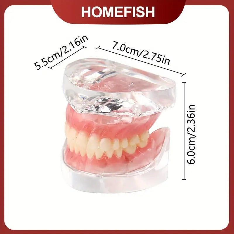 Dental Oral Teaching, Dental Upper/Lower Dentures with 4 Nails, Implant Dental Models, Detachable Doctor-Patient Communication Dental Models