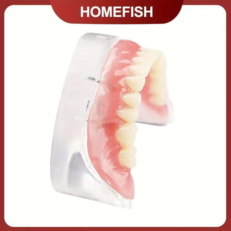 Dental Oral Teaching, Dental Upper/Lower Dentures with 4 Nails, Implant Dental Models, Detachable Doctor-Patient Communication Dental Models