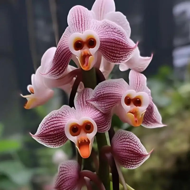 91 Pieces of White Cloud Moth Flowers, Cat Face Orchids, Monkey Face Orchids Fun Home or Garden Decorations