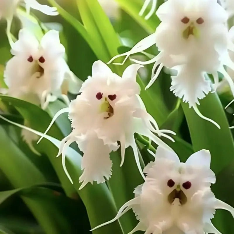 91 Pieces of White Cloud Moth Flowers, Cat Face Orchids, Monkey Face Orchids Fun Home or Garden Decorations