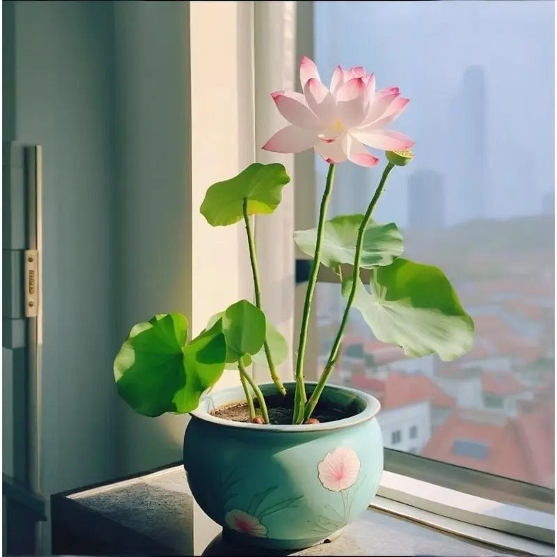 pre-sprouted mixed color bonsai lotuses - ready to plant, perfect for indoor and outdoor aquatic gardens, includes planting guide, easy to grow with minimal care