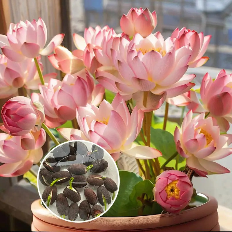 pre-sprouted mixed color bonsai lotuses - ready to plant, perfect for indoor and outdoor aquatic gardens, includes planting guide, easy to grow with minimal care