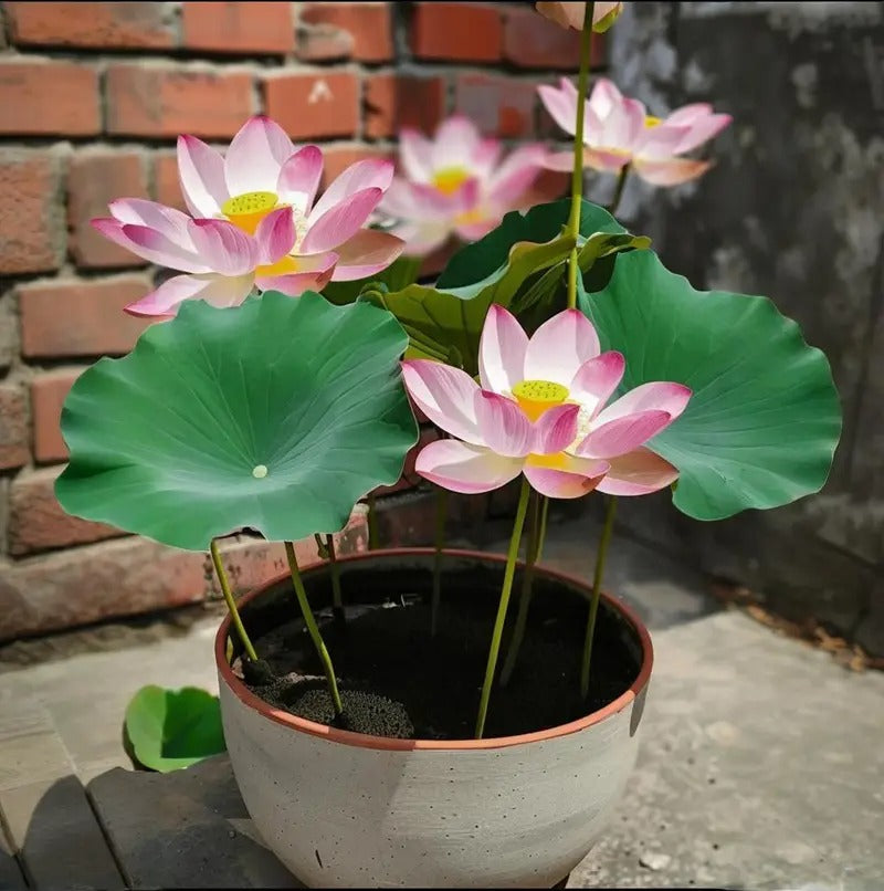 pre-sprouted mixed color bonsai lotuses - ready to plant, perfect for indoor and outdoor aquatic gardens, includes planting guide, easy to grow with minimal care