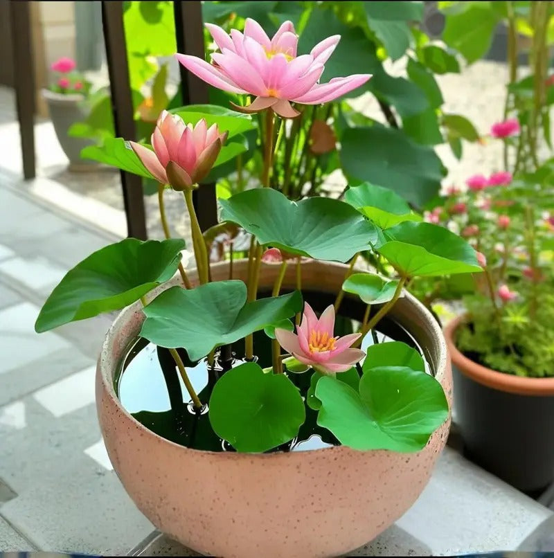 pre-sprouted mixed color bonsai lotuses - ready to plant, perfect for indoor and outdoor aquatic gardens, includes planting guide, easy to grow with minimal care