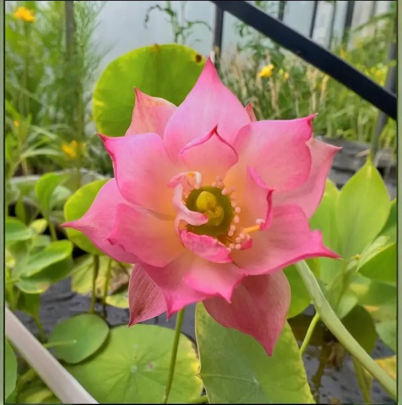pre-sprouted mixed color bonsai lotuses - ready to plant, perfect for indoor and outdoor aquatic gardens, includes planting guide, easy to grow with minimal care