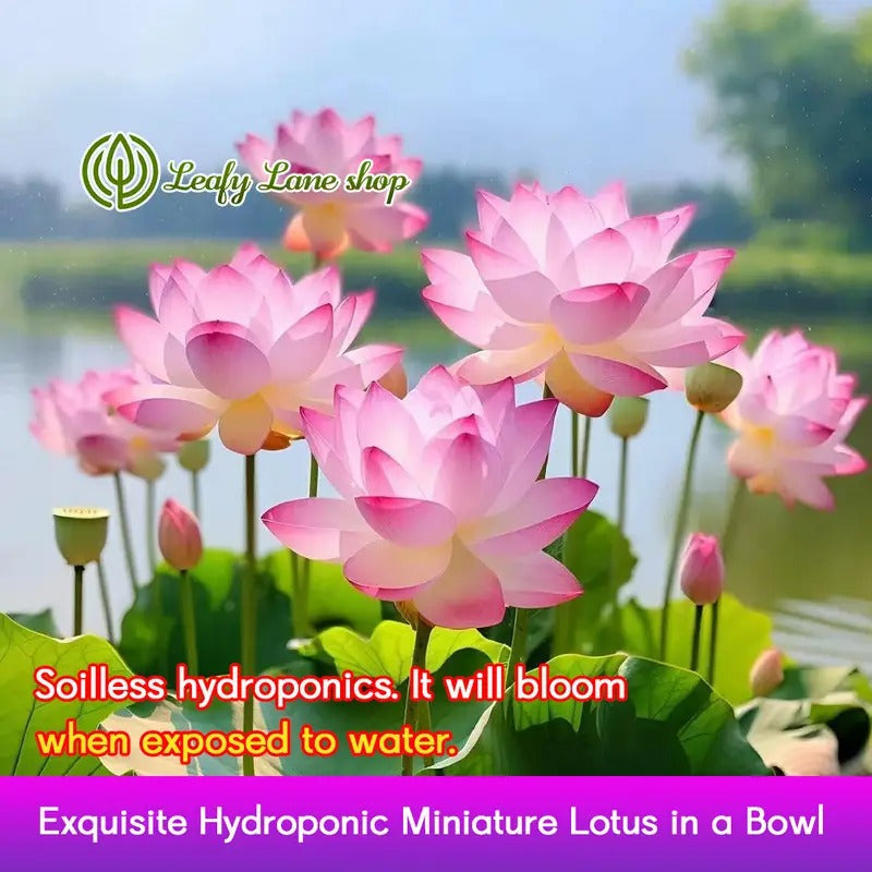 pre-sprouted mixed color bonsai lotuses - ready to plant, perfect for indoor and outdoor aquatic gardens, includes planting guide, easy to grow with minimal care