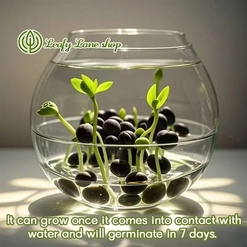 pre-sprouted mixed color bonsai lotuses - ready to plant, perfect for indoor and outdoor aquatic gardens, includes planting guide, easy to grow with minimal care