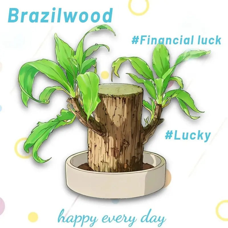 Grow Your Fortune Brazilian Wood Hydroponic Plant Low Maintenance 5-8CM Trunks