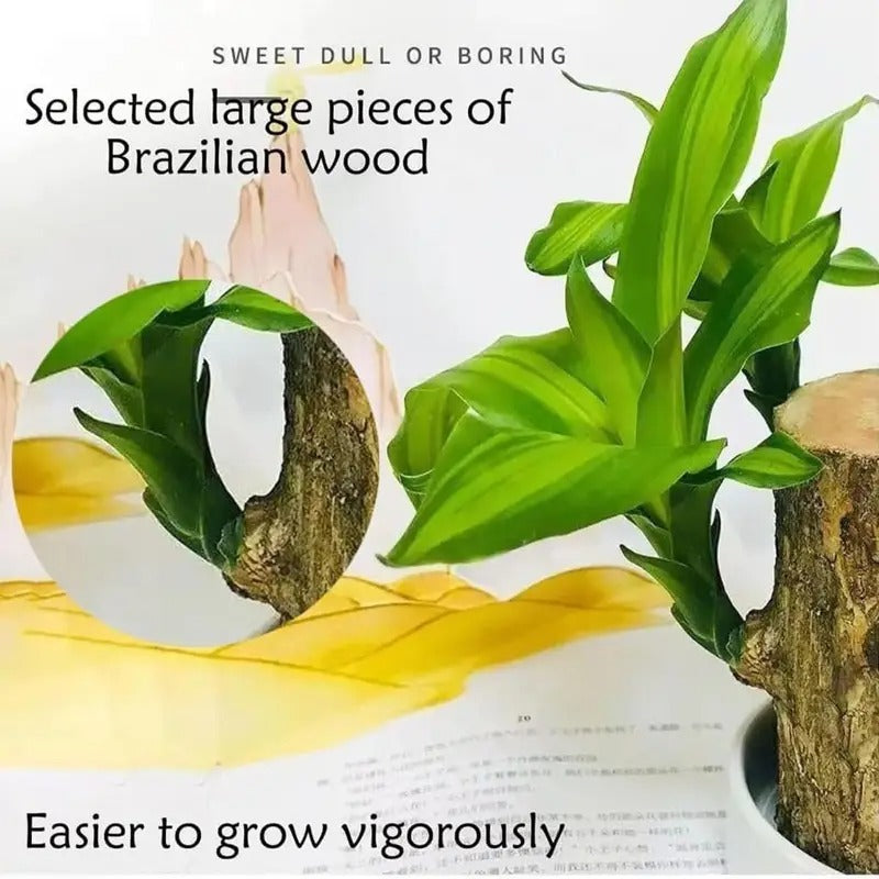 Grow Your Fortune Brazilian Wood Hydroponic Plant Low Maintenance 5-8CM Trunks