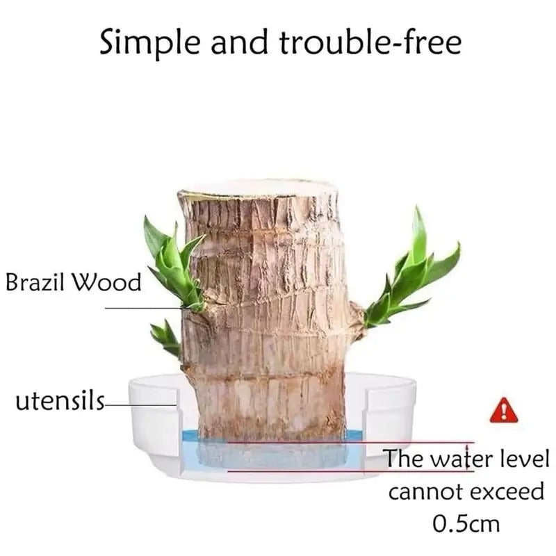 Grow Your Fortune Brazilian Wood Hydroponic Plant Low Maintenance 5-8CM Trunks