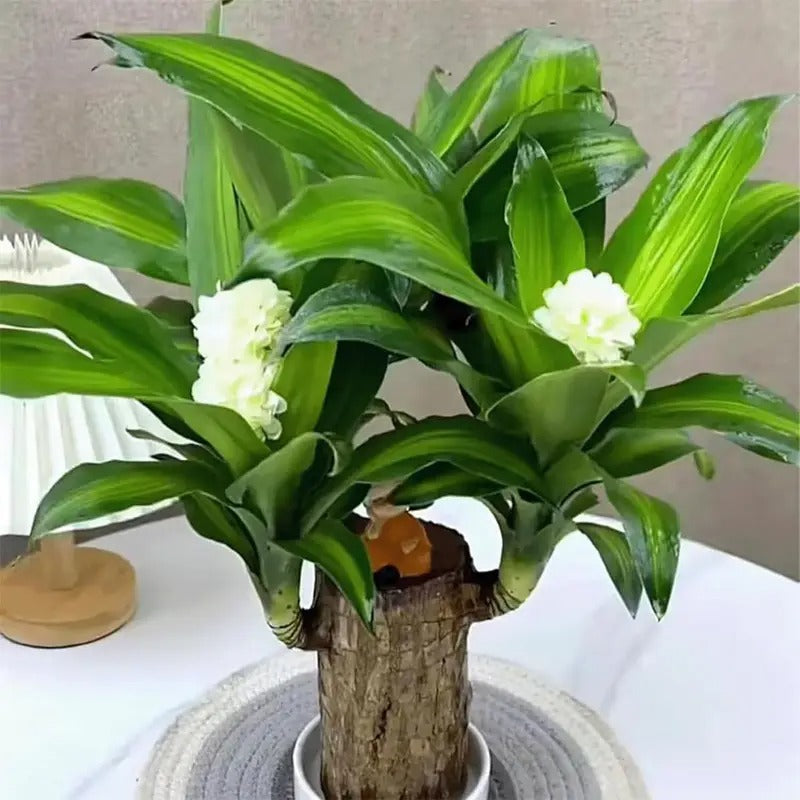 Grow Your Fortune Brazilian Wood Hydroponic Plant Low Maintenance 5-8CM Trunks