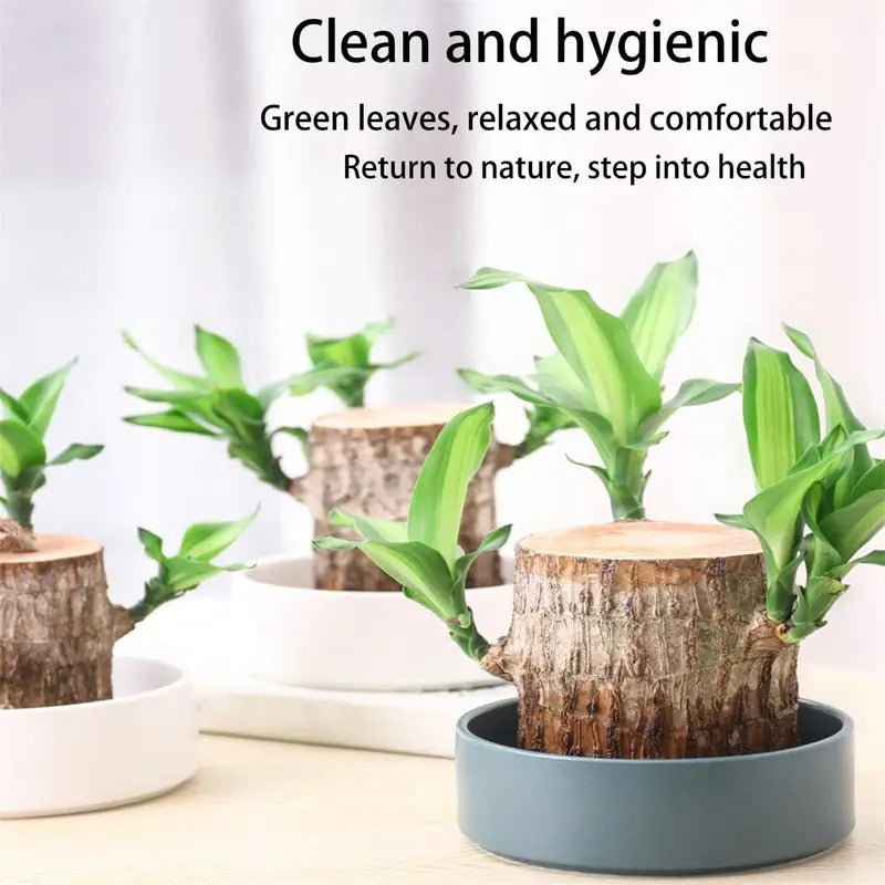 Grow Your Fortune Brazilian Wood Hydroponic Plant Low Maintenance 5-8CM Trunks