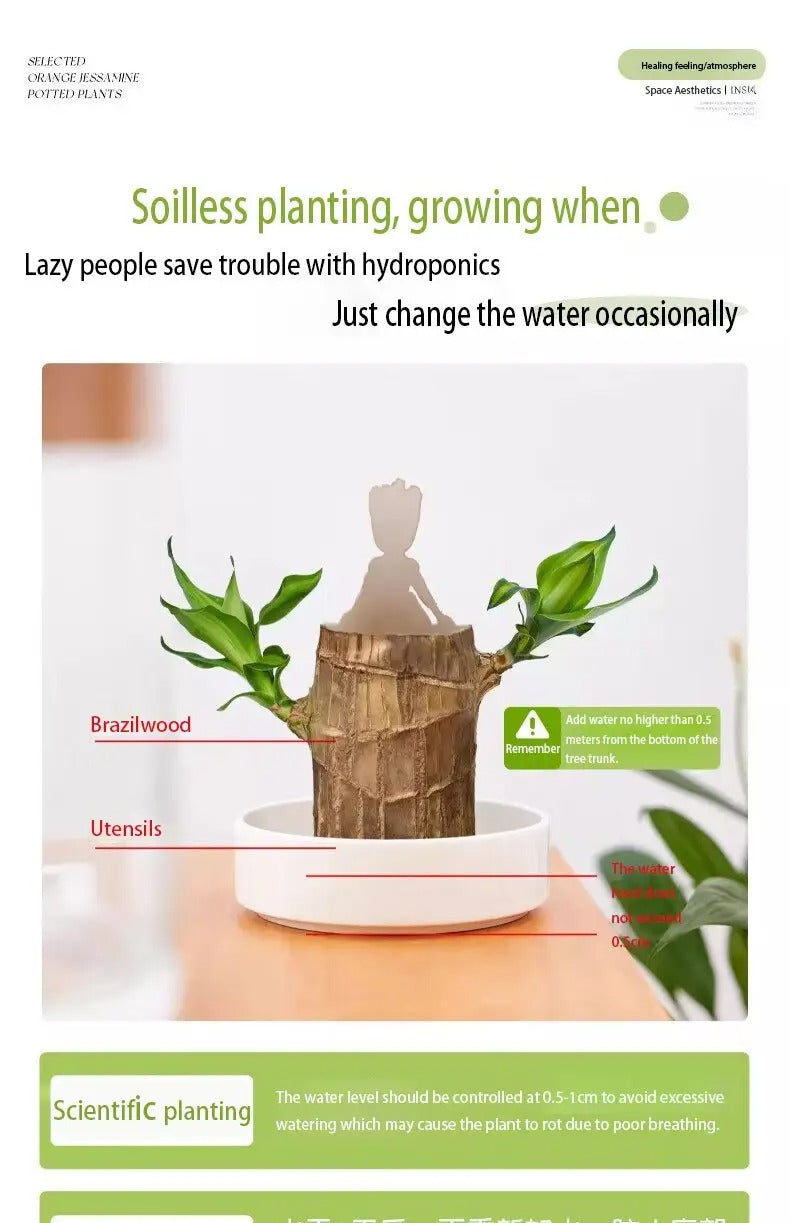 1/2/3 Brazilian lucky trees, bring you luck and increase wealth, mysterious doll with base, easy to grow indoors